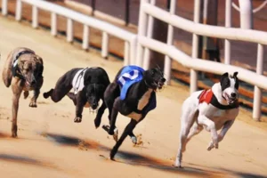 Cách Chơi Game Nhanh Đua Chó Tại Fun88 Kịch Tính Vô Đối