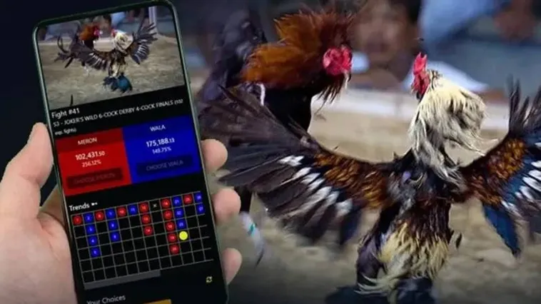 Đá Gà Fun88 Hài Hước Khi Gà Lên Sàn Đấu Kịch Tính